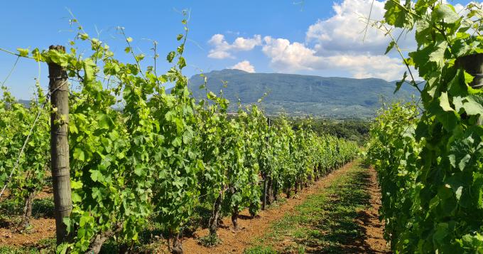 Vino, bene i nuovi marchi: ora si punti sull'innovazione tecnica